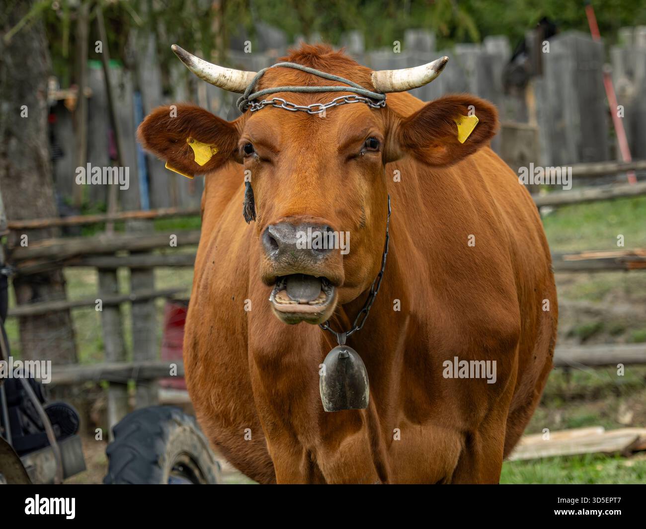 Una robusta mucca marrone con campanella e catena in metallo si erge in un'arteria rustica, che guarda verso lo spettatore, trasmettendo calma curiosità e fascino rurale Foto Stock