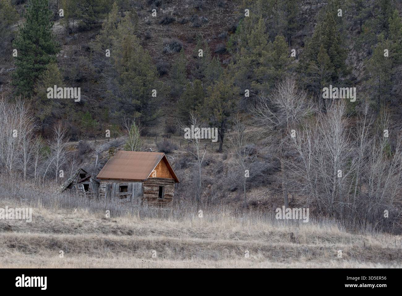 Vecchi edifici, Grant County, Oregon. Foto Stock