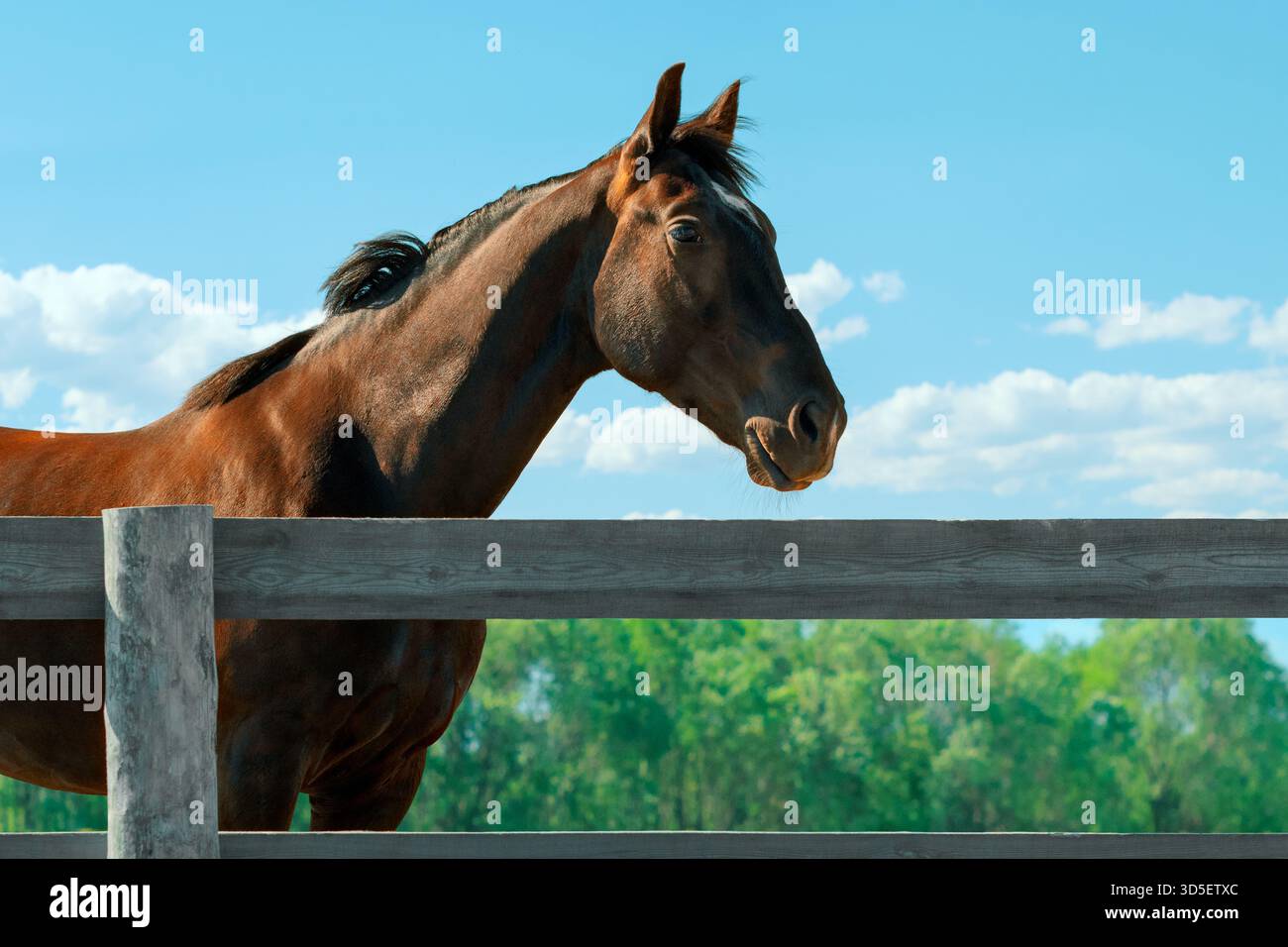Cavallo della baia in piedi in un paddock, ritratto ravvicinato. Trotter in piedi vicino a una recinzione di legno, vista laterale Foto Stock