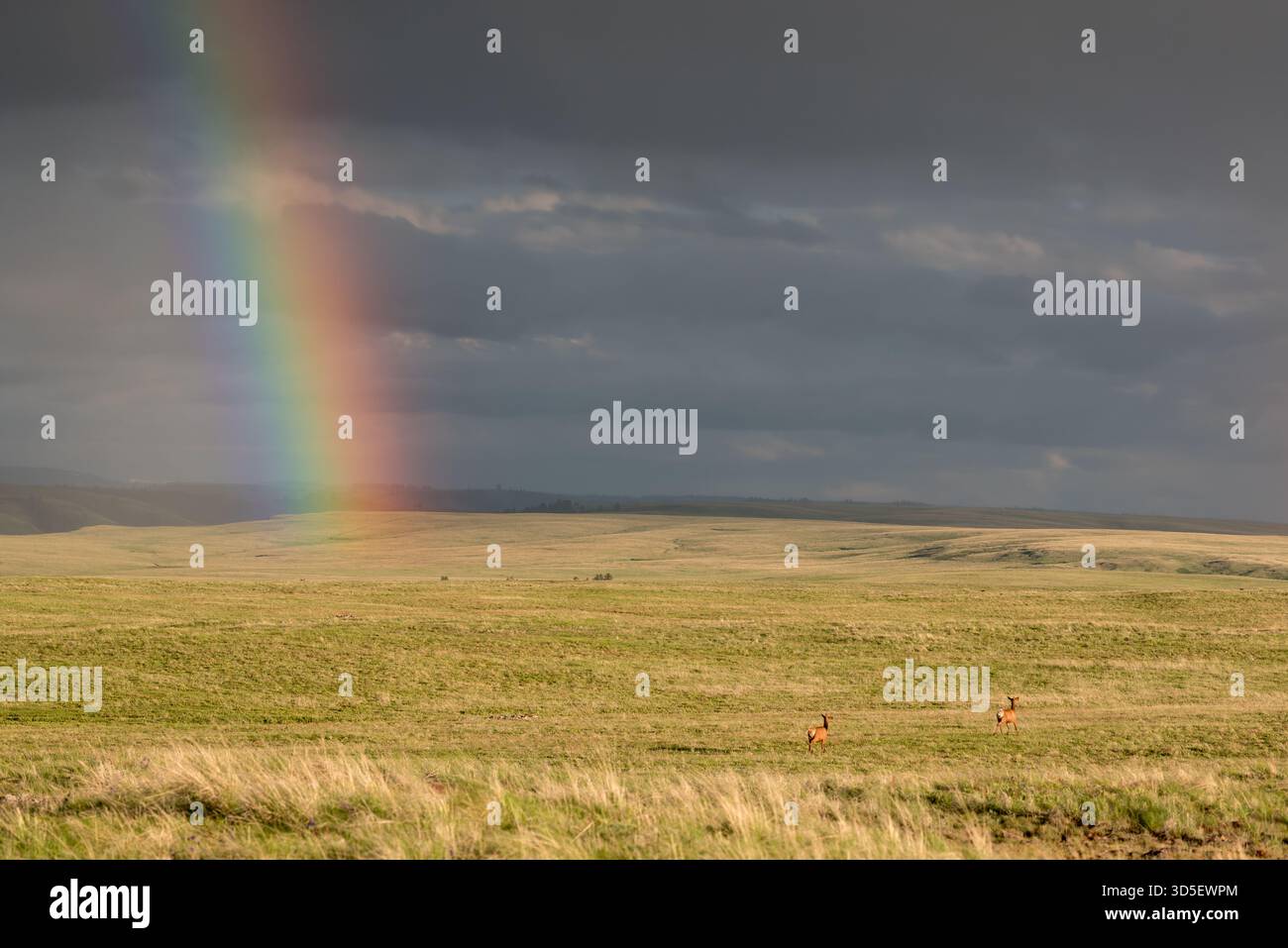 Alci mucche e arcobaleno, TNC Zumwalt Prairie Preserve, Oregon. Foto Stock