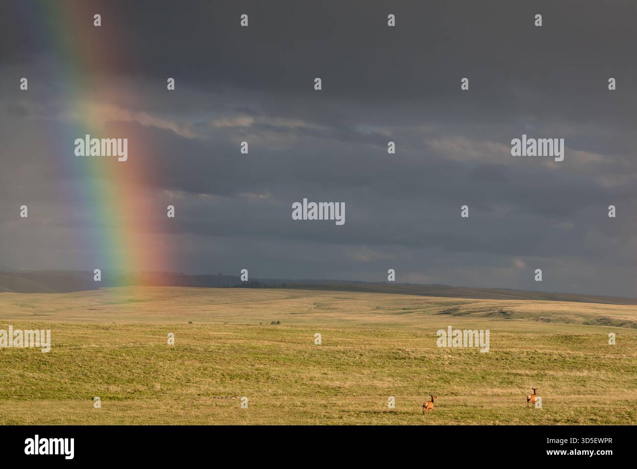 Alci mucche e arcobaleno, TNC Zumwalt Prairie Preserve, Oregon. Foto Stock