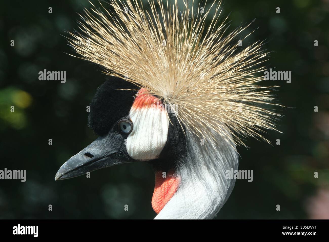 Primo piano di un maestoso pavone che mostra la sua elaborata cresta della testa e le eleganti caratteristiche del viso Foto Stock