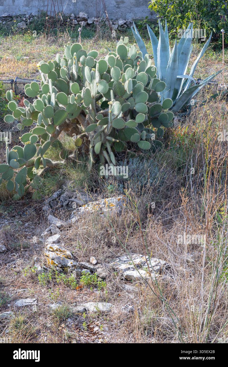 Giardino soleggiato e arido con un grande cactus di fichi d'India e agave blu, circondato da erbe secche e rocce. Un tranquillo e naturale giardino nel deserto Foto Stock