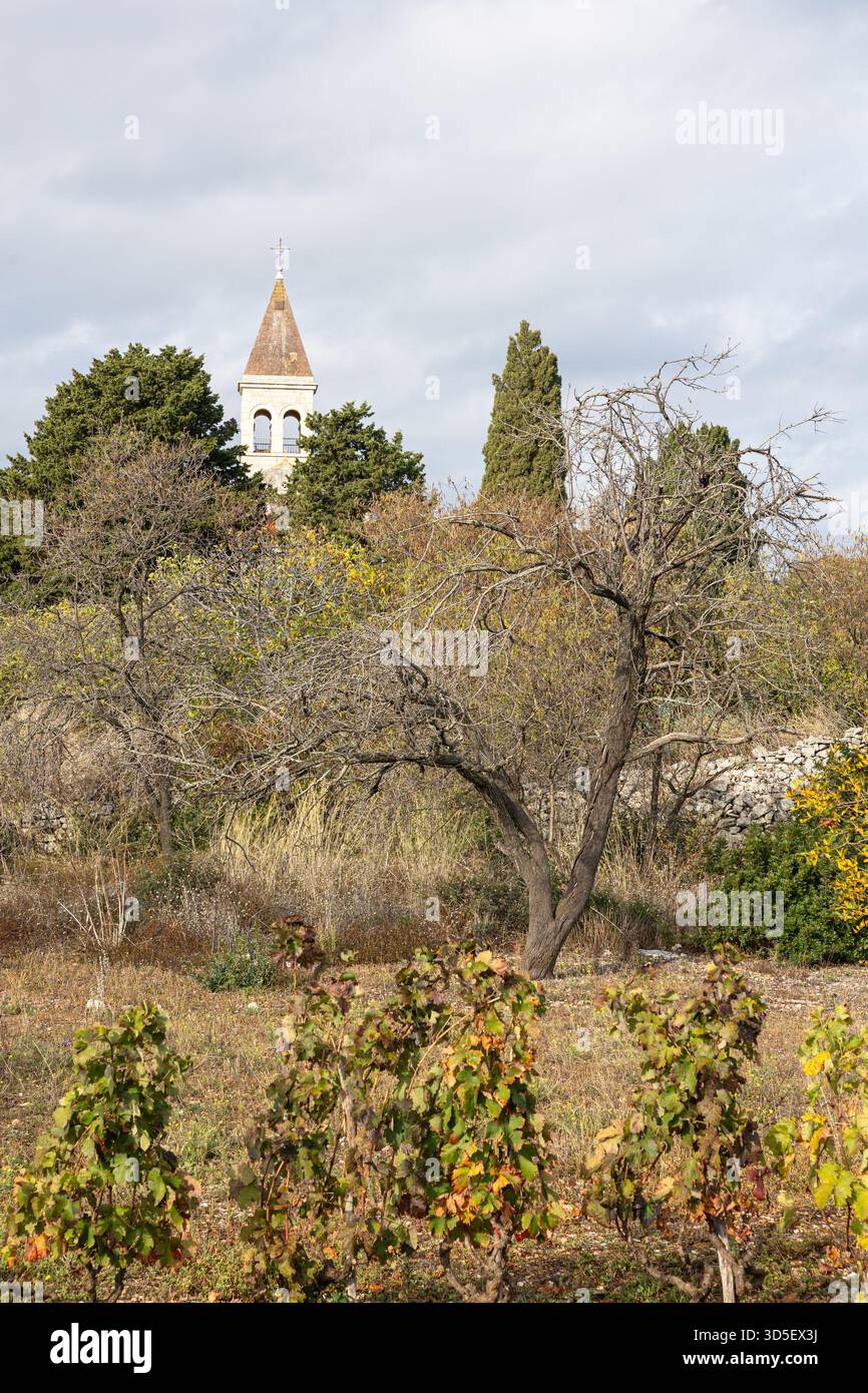 Una tranquilla scena rurale che mostra un albero senza foglie in primo piano in un vigneto, con una chiesa lontana che sbircia sopra gli alberi sotto un cielo nuvoloso d'autunno Foto Stock