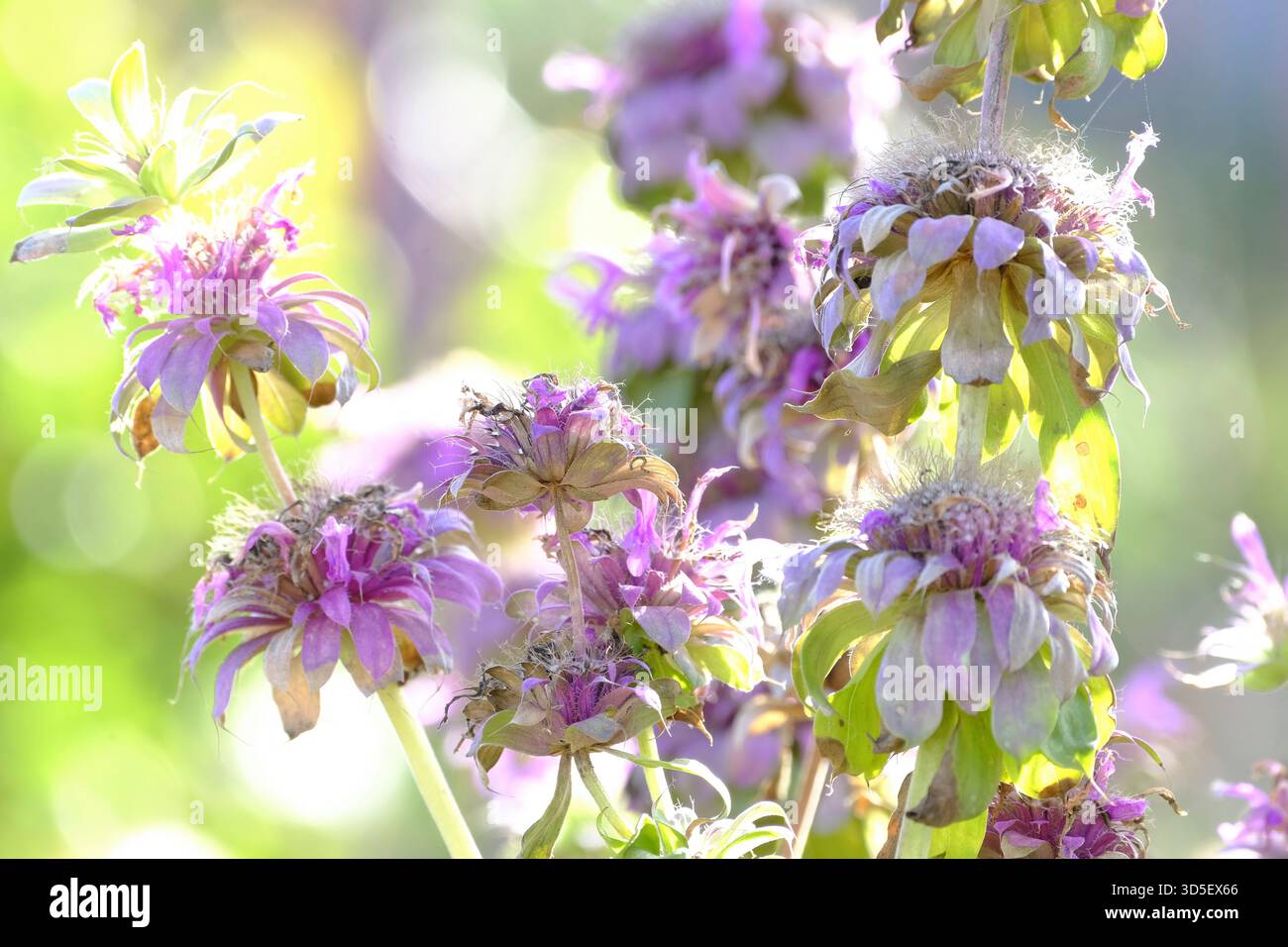 Beebalm maculato (Monarda punctata) che mostra i suoi bratti a strati e le fioriture adatte agli impollinatori a metà autunno nel Regno Unito Foto Stock