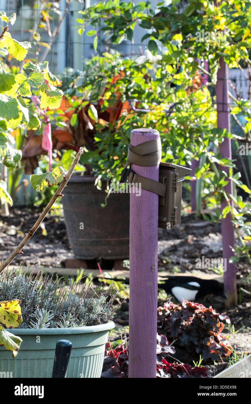 Una macchina fotografica per la ricerca della fauna selvatica montata su un palo in legno dipinto in un giardino nel Regno Unito, con guanti da giardinaggio, una cazzuola e piante in vaso Foto Stock