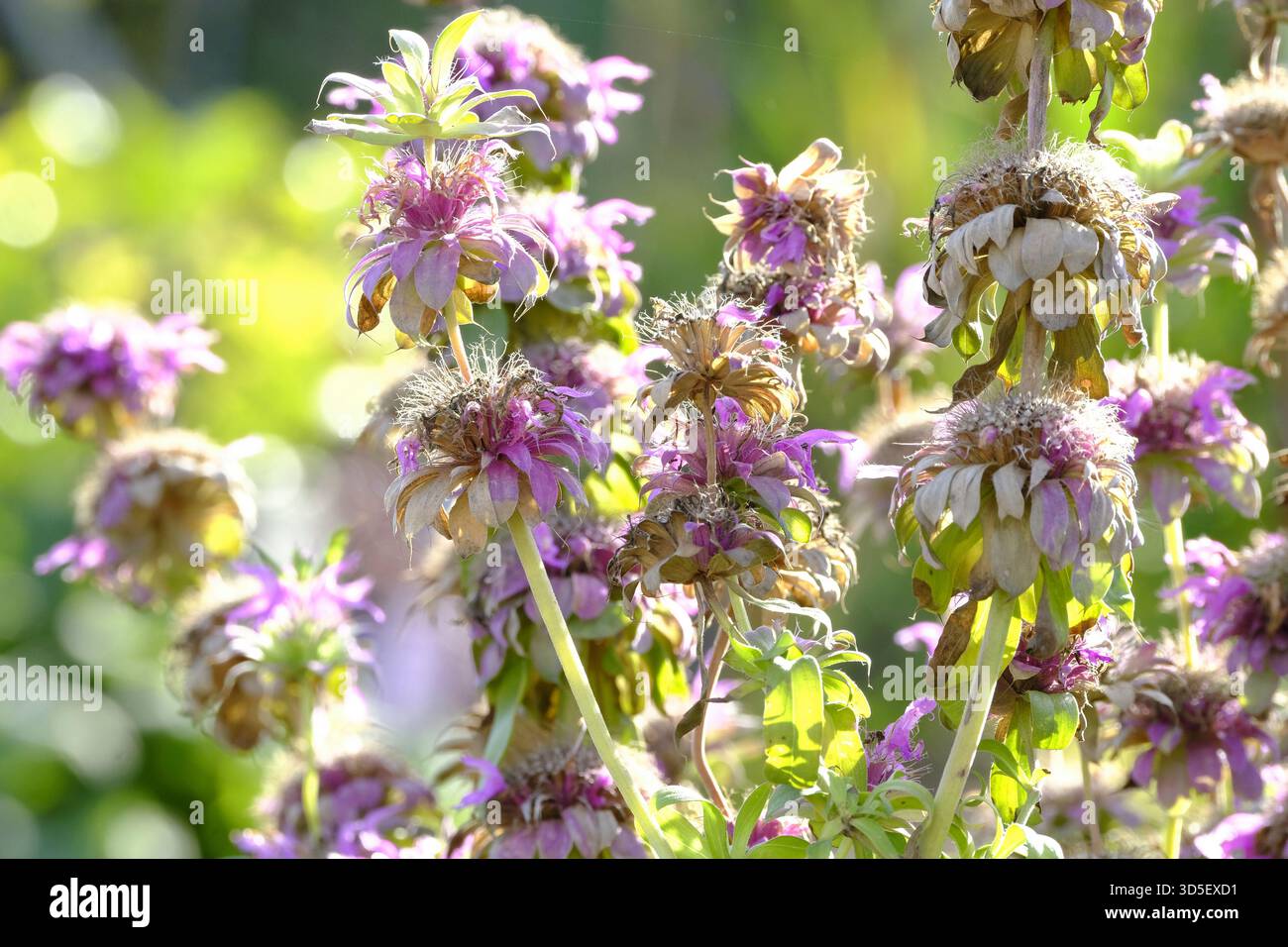 Beebalm maculato (Monarda punctata) che mostra i suoi bratti a strati e le fioriture adatte agli impollinatori a metà autunno nel Regno Unito Foto Stock