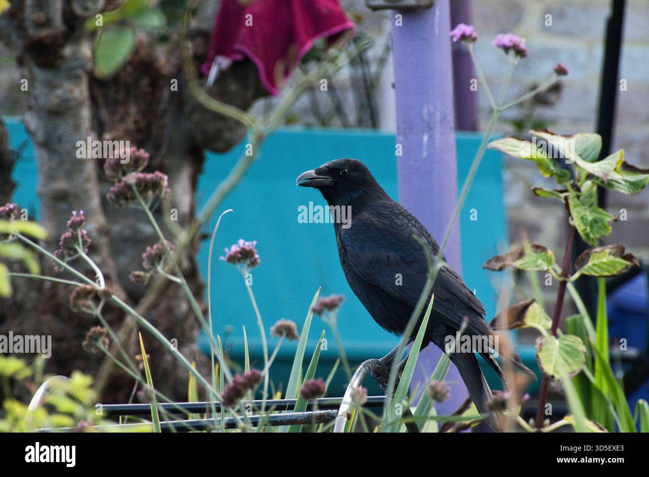 Un corvo arroccato tra le piante da giardino, che dà uno sguardo laterale in un contesto di assegnazione nel Regno Unito. Fiori ornamentali, fogliame e strutture da giardinaggio i Foto Stock