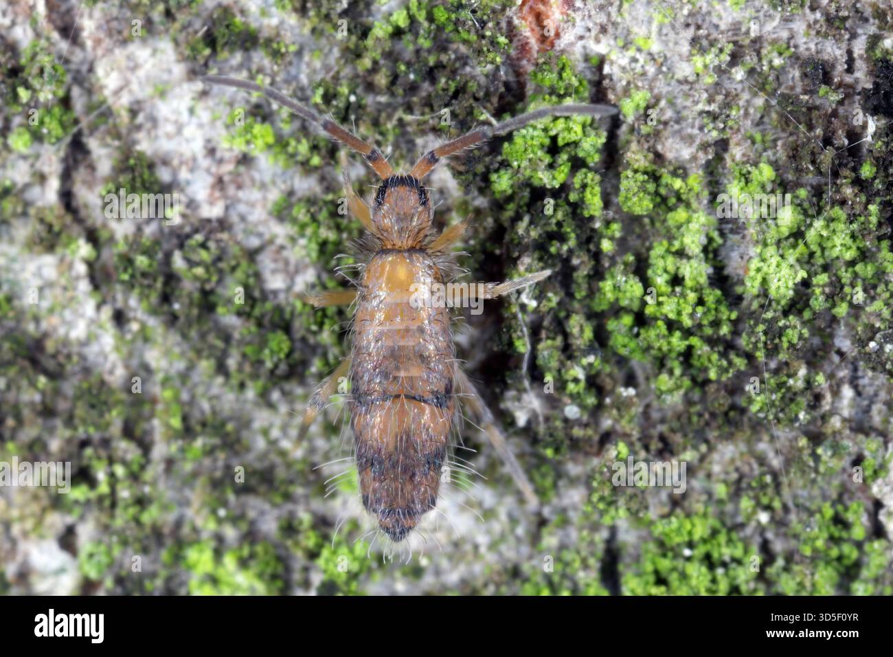Willowsia nigromaculata è un membro della famiglia Entomobryidae a volte chiamata springtails sottili, classe Collembola. Foto Stock