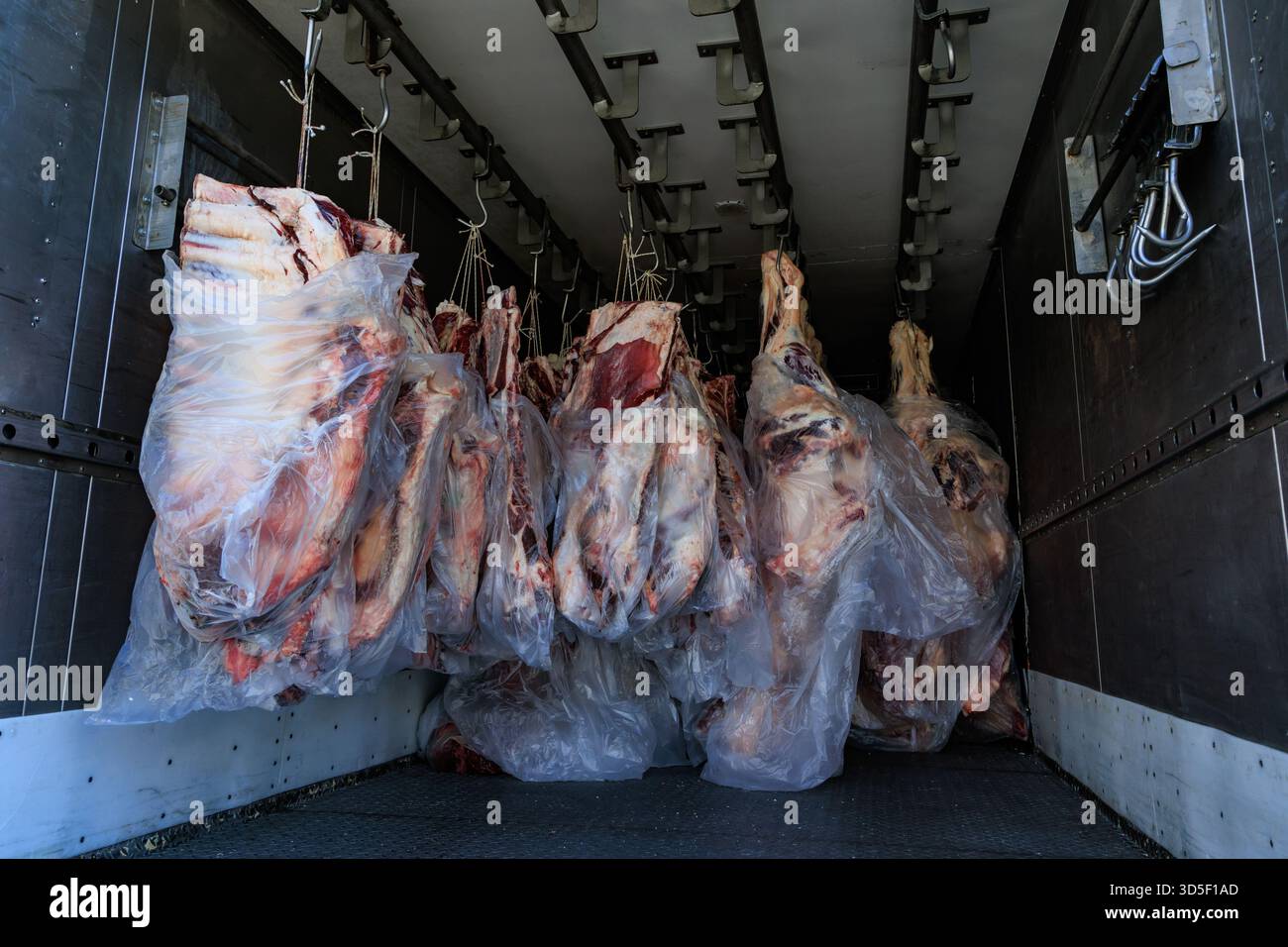 Carcasse di manzo fresche appese ai ganci in un camion refrigerato per il trasporto. Carne conservata in sacchetti di plastica a basse temperature per la consegna. Foto Stock