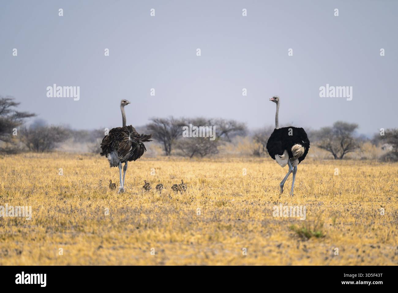 Struzzo africano (Struthio camelus), donna e maschio adulti con sei giovani animali, pulcini, famiglia di animali, savana africana, Parco nazionale Nxai Pan, Bots Foto Stock