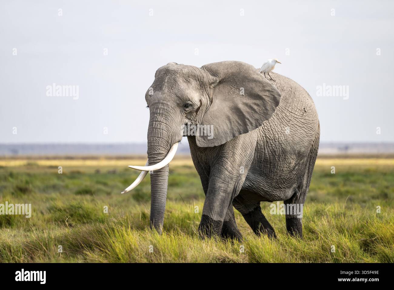 Elefante africano (Loxodonta africana), aironi di mucca sul retro, Parco Nazionale di Amboseli, Provincia della Rift Valley, Kenya Foto Stock