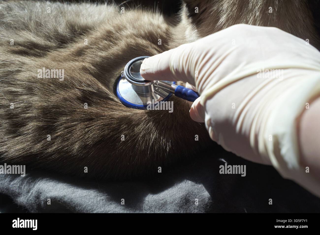 Il veterinario esamina il battito cardiaco del cane con lo stetoscopio per il controllo della salute e la diagnosi Foto Stock