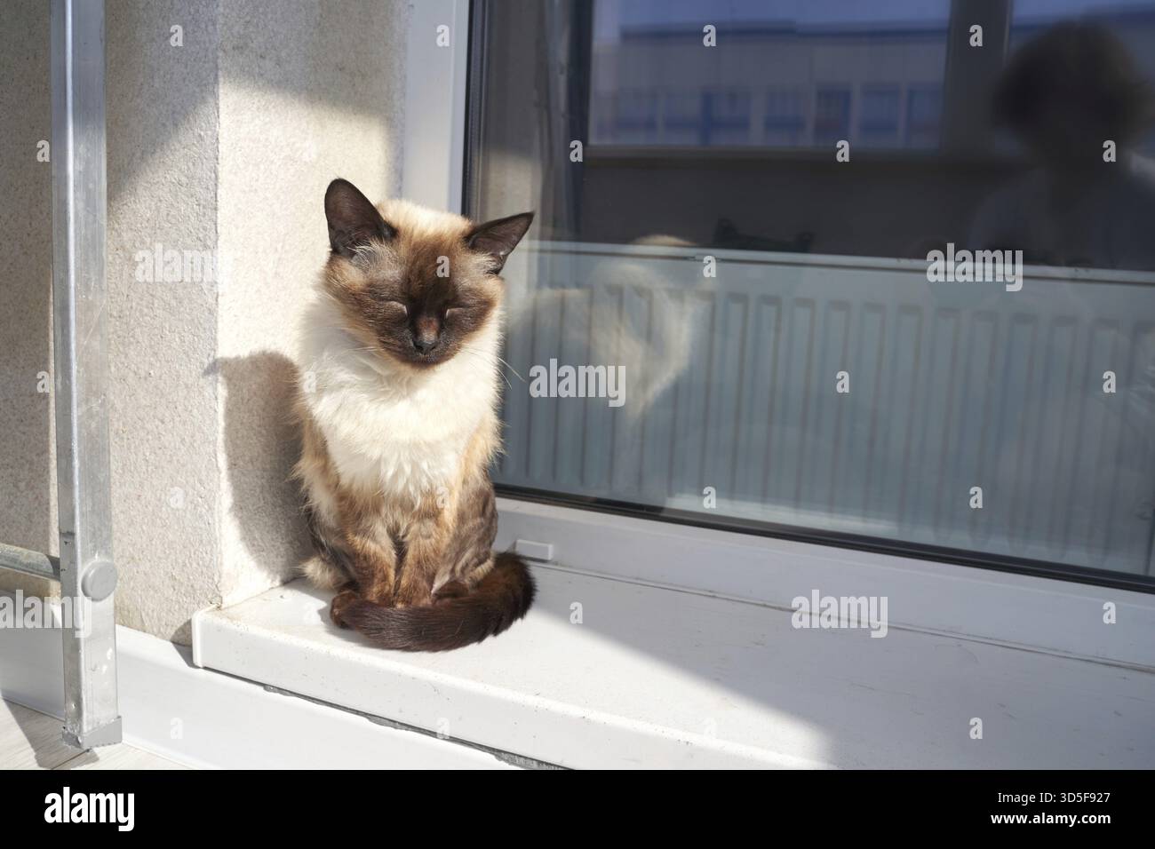 Gatto siamese tranquillo crogiolarsi alla luce del sole vicino a una finestra in un ambiente accogliente Foto Stock