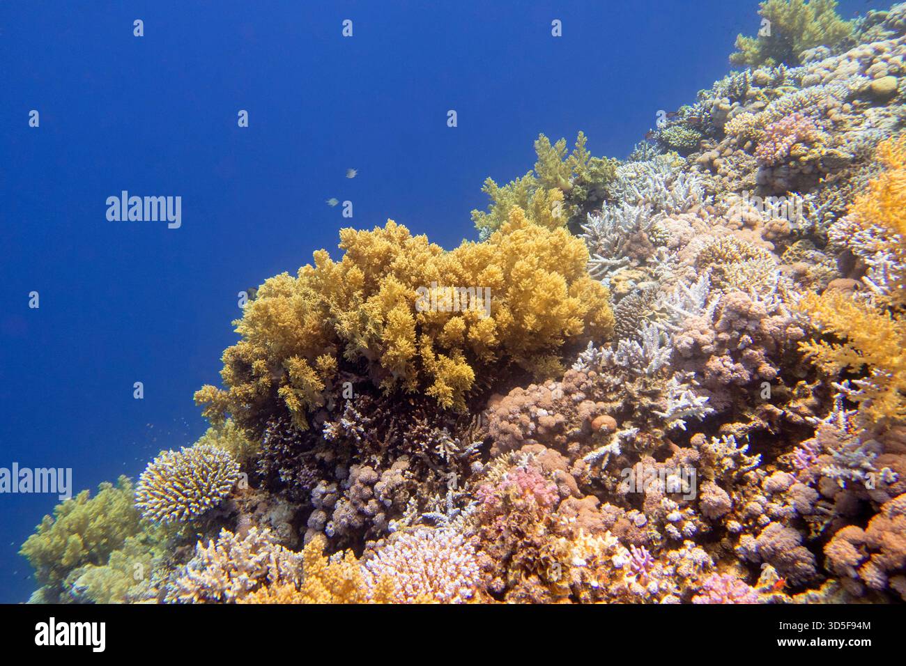 Barriera corallina colorata e pittoresca in fondo al mare tropicale, corallo giallo broccoli, paesaggio subacqueo Foto Stock