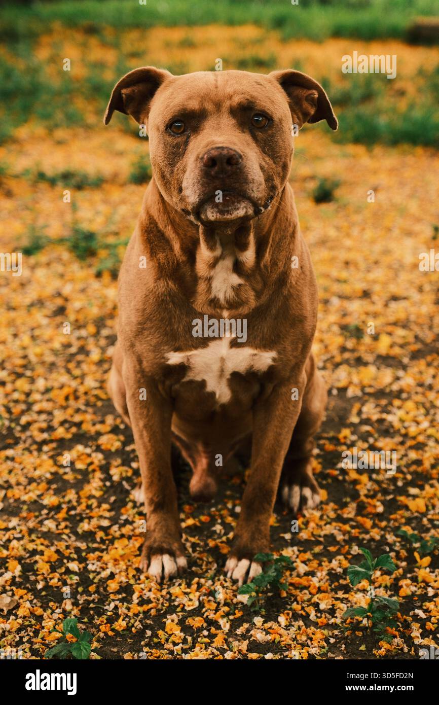 Brown Pit Bull seduto su un terreno coperto di fiori all'aperto Foto Stock