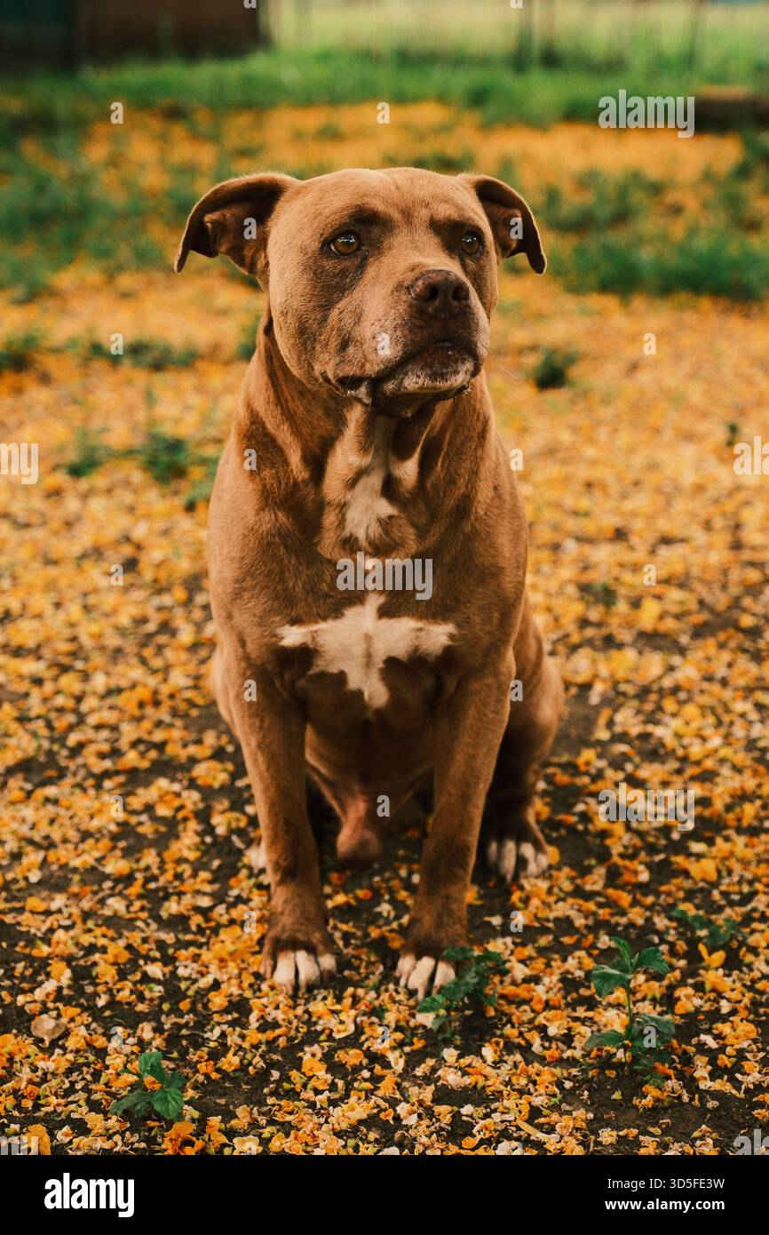 Brown Pit Bull seduto su un terreno coperto di fiori all'aperto Foto Stock