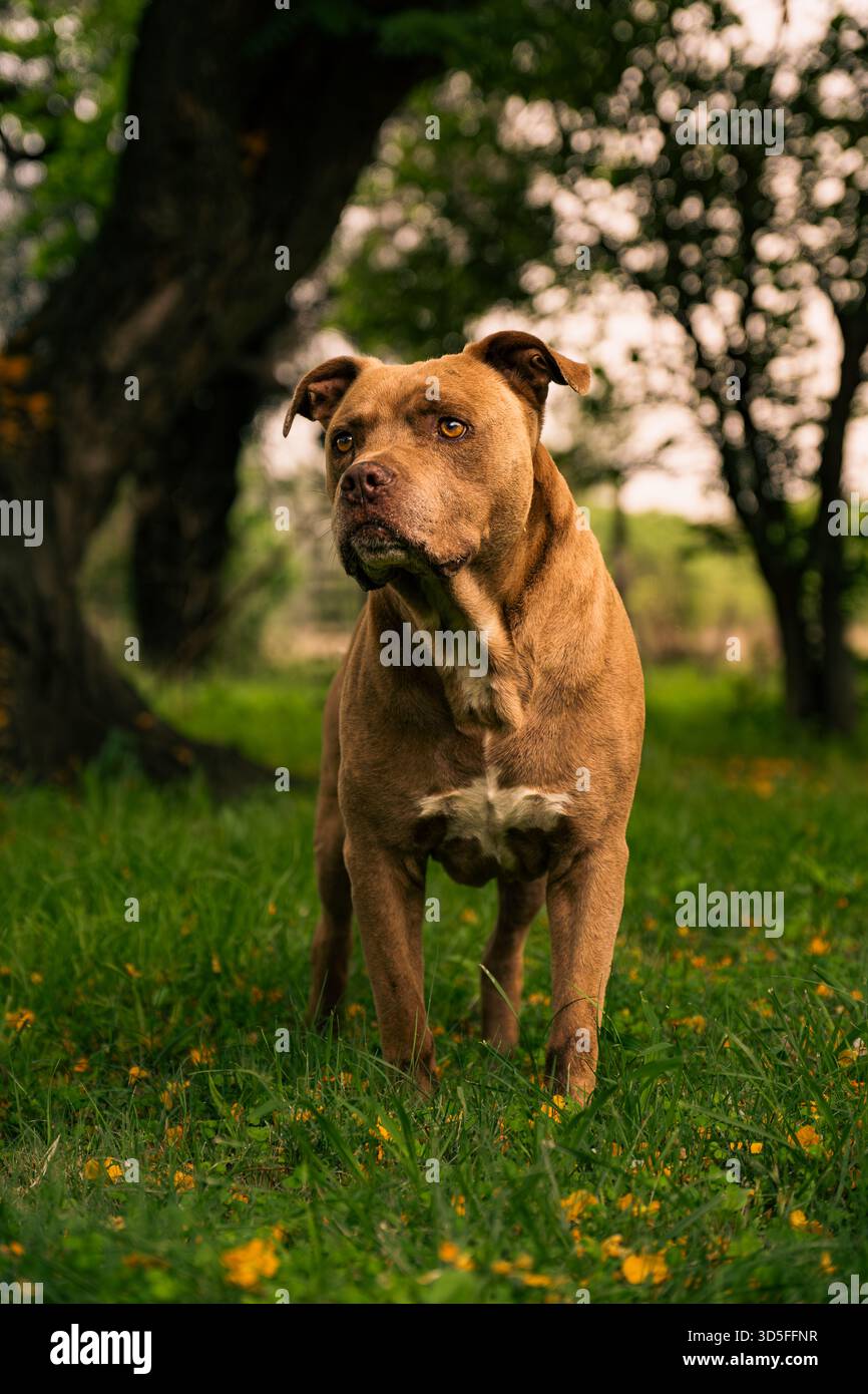 Brown Pit Bull Standing in Green Grass Outdoors Foto Stock