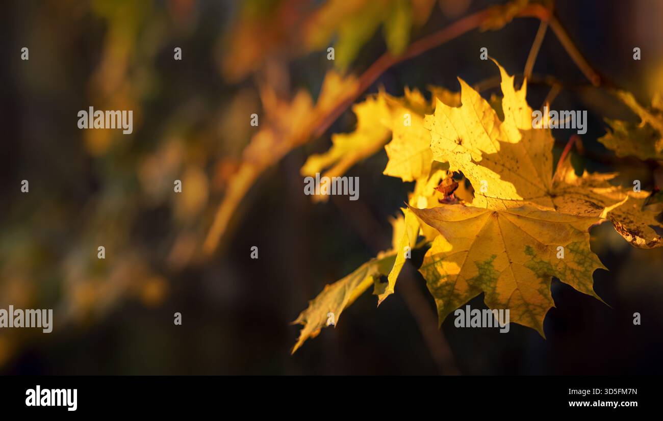 Foglie autunnali gialle di un acero su un ramo nel bosco con sfondo Foto Stock