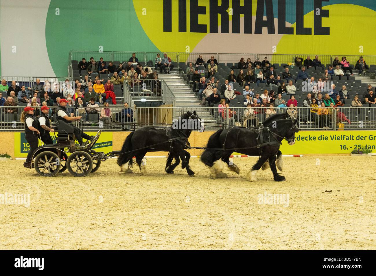 Berlino, Germania - 21 gennaio 2025: I cavalli neri stanno tirando un carro in un'arena coperta con un pubblico accattivante che guarda l'evento. Foto Stock