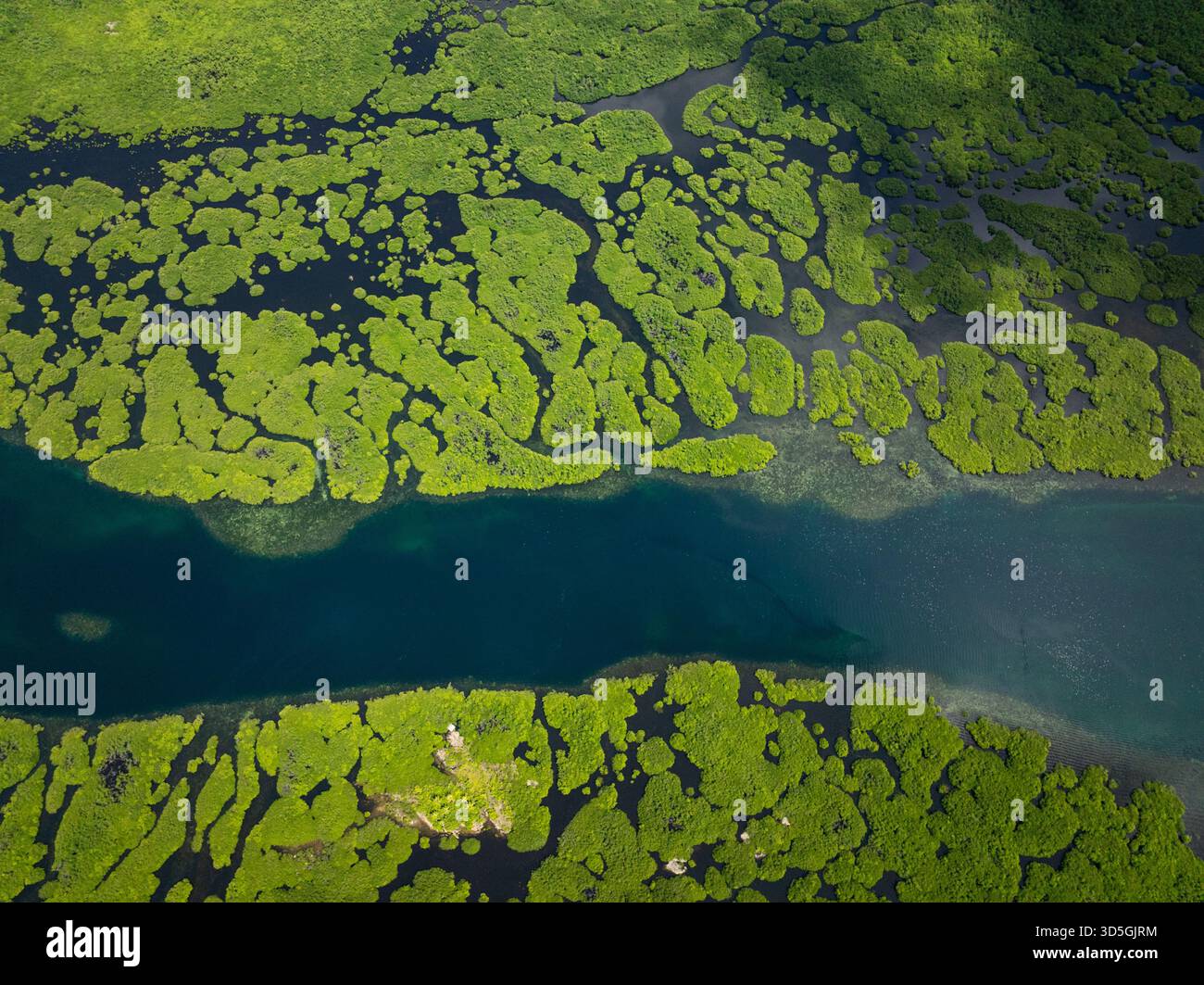 Foresta di mangrovie con canali d'acqua tortuosi e macchie verdi sparse sull'acqua scura. Siargao, Filippine. Foto Stock
