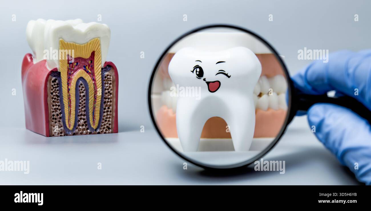 Un dente di cartoni animati sorridente è visto attraverso una lente di ingrandimento, accanto a un modello anatomico dentale che mostra la struttura interna del dente. La scena viene evidenziata Foto Stock