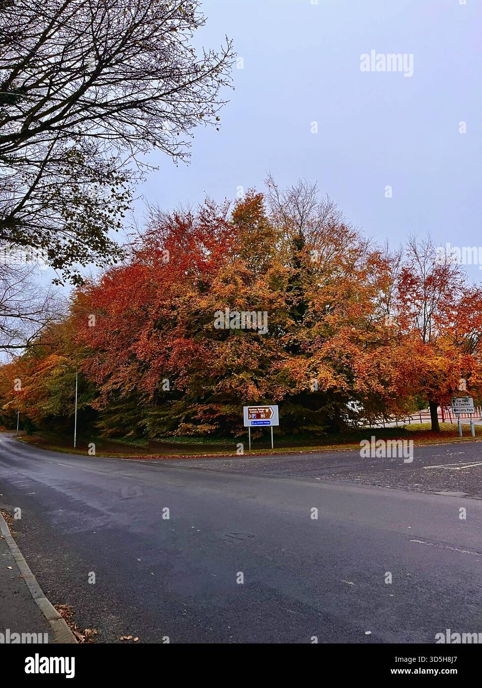 Strada tranquilla circondata da vibranti alberi autunnali a Hull, Inghilterra. Paesaggio stagionale caratterizzato da foglie rosse, arancioni e gialle - Immagine stock catturata con smartphone