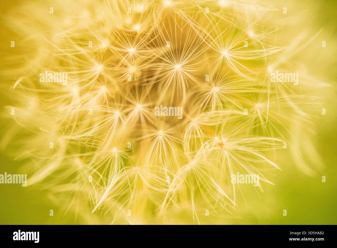 Tarassaco, fotografia macro del particolare di un fiore di tarassaco. Foto Stock