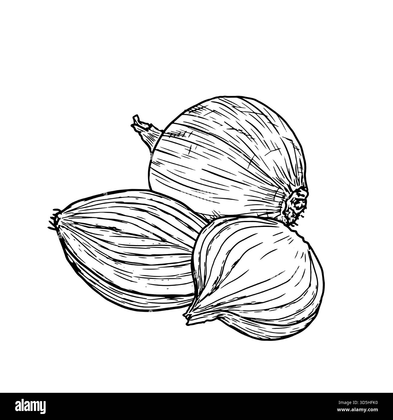 Cipolla, intera e tagliata in anelli e fette, disegnare. Illustrazione vettoriale. Verdure e spezie di fattoria, isolate su sfondo bianco. Per le ricette, uomini Illustrazione Vettoriale