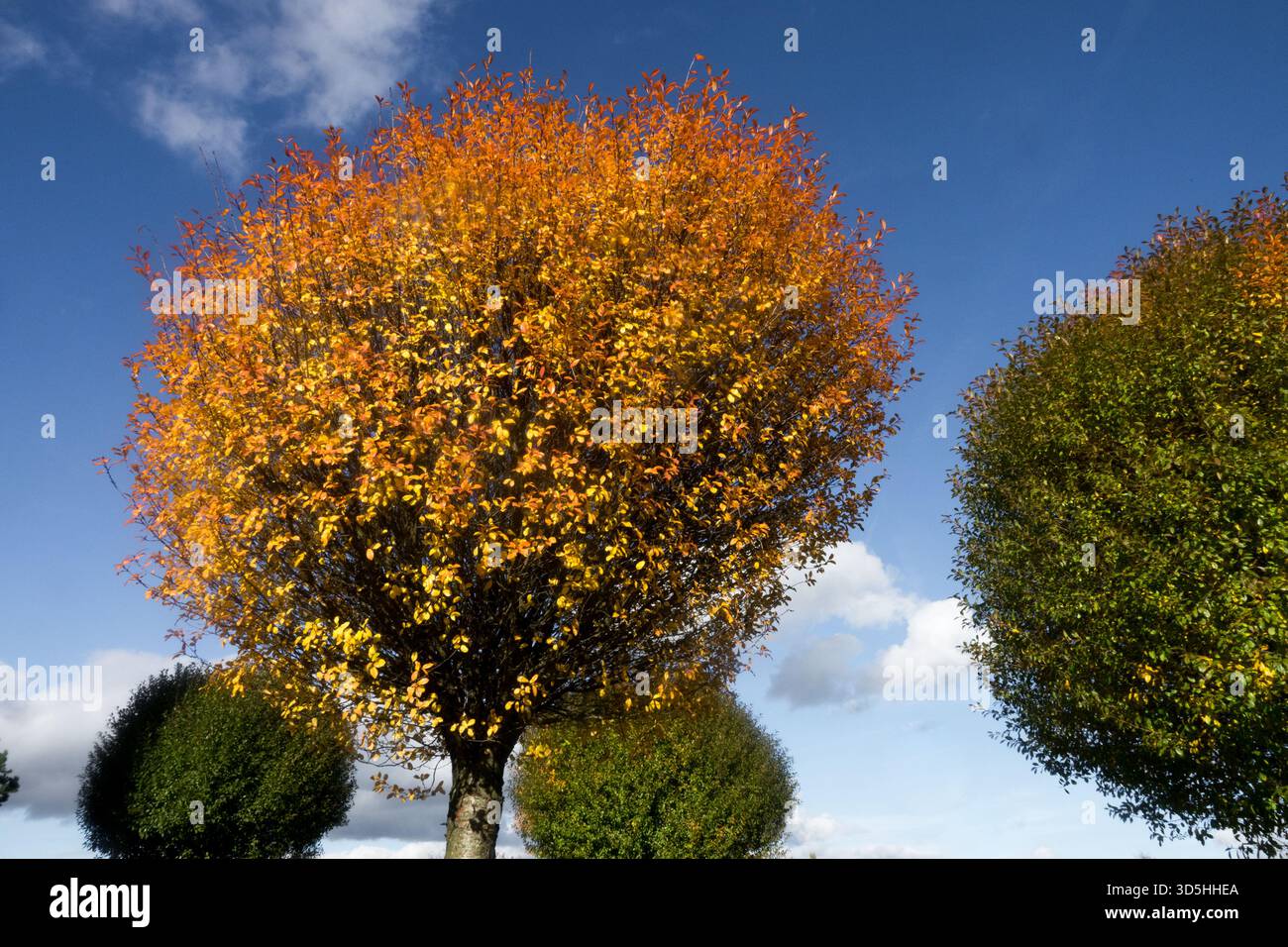 Prunus fruticosa "Globosa" decidua, forma sferica, forma rotonda, foglie d'autunno Foto Stock