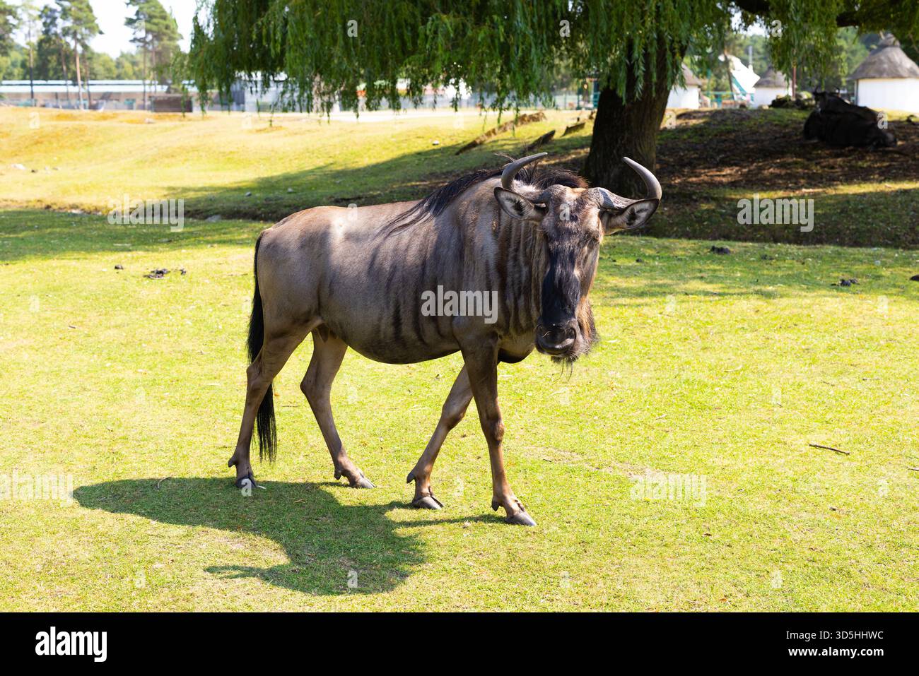 GNU blu (Connochaetes taurinus) in piedi su prati illuminati dal sole in una riserva naturale. Foto Stock