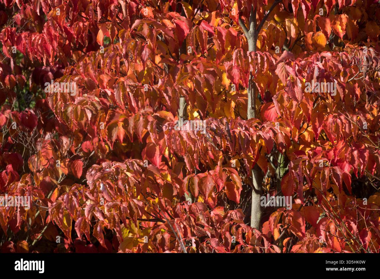 L'albero di Cornus kousa lascia l'autunno Foto Stock