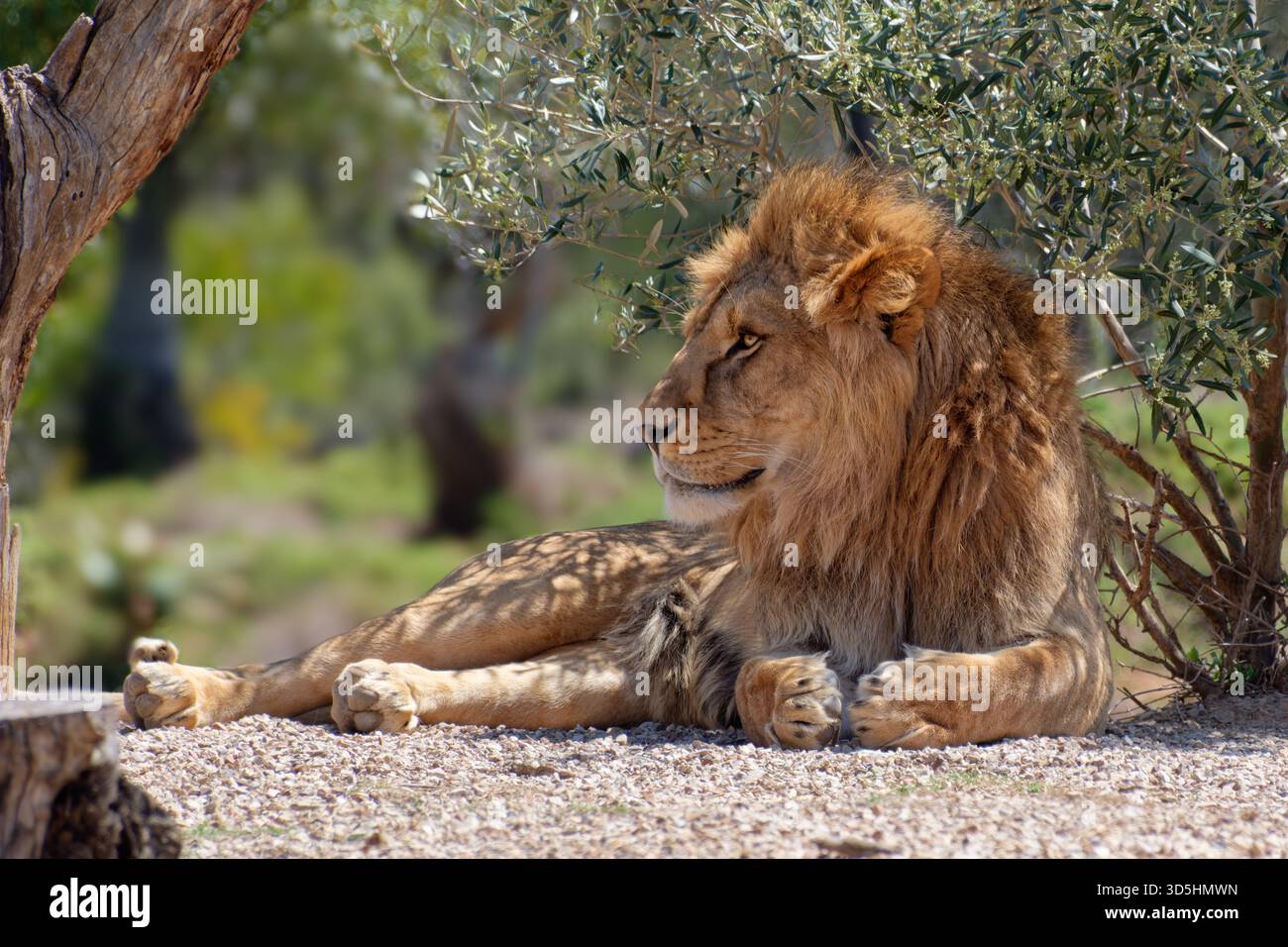 Leone a riposo Foto Stock
