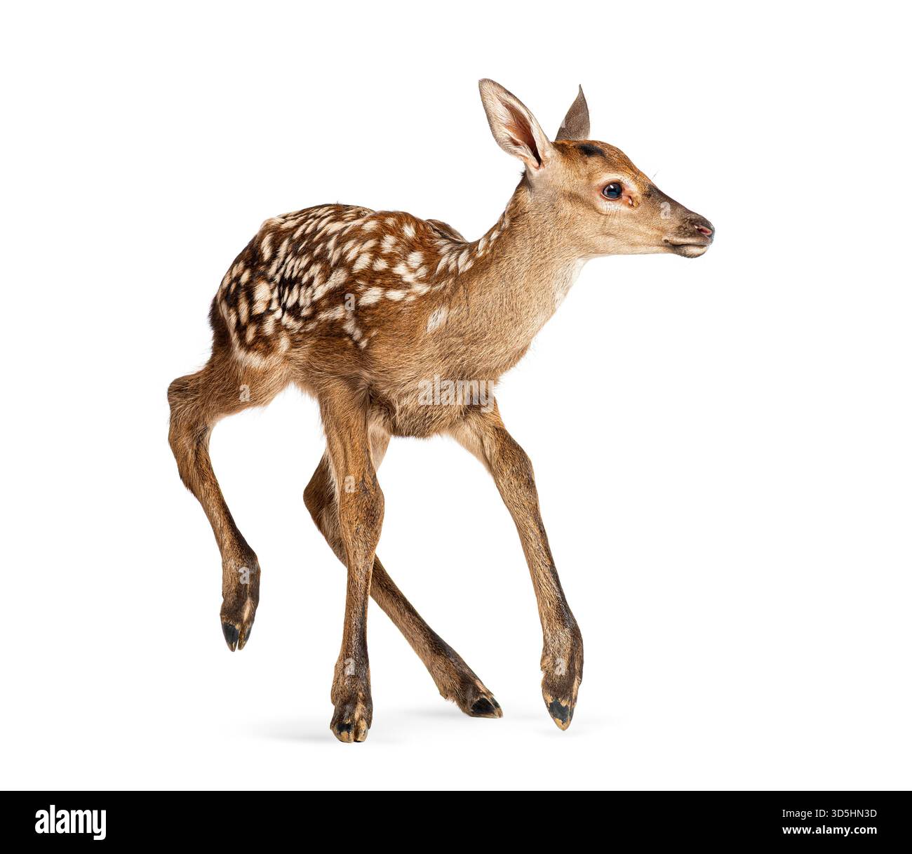 Cervo rosso fawn, cervo elafo, di poche ore, che corre su sfondo bianco Foto Stock