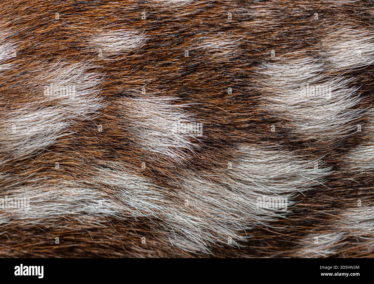 Foto macro dettagliata di una pelliccia di cervo rosso di poche ore, evidenziandone il motivo unico e la delicata consistenza Foto Stock