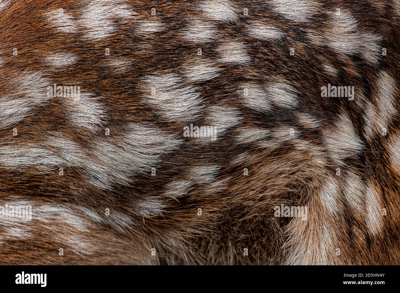 Vista dettagliata del cappotto maculato di un giovane cervo rosso, evidenziando la consistenza e il motivo della sua pelliccia Foto Stock