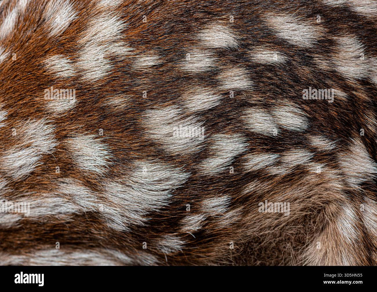 Vista dettagliata del cappotto maculato di un giovane cervo rosso, evidenziando la consistenza e il motivo della sua pelliccia Foto Stock