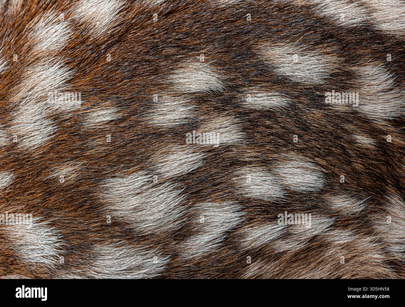 Foto macro dettagliata che cattura l'esclusivo cappotto maculato di un cervo rosso neonato, evidenziando la morbidezza e l'intricato motivo della pelliccia Foto Stock