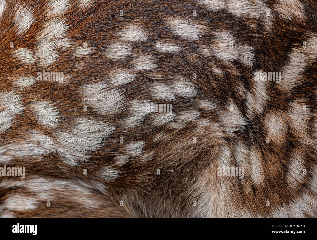 Vista dettagliata del cappotto maculato di un giovane cervo rosso, evidenziando la consistenza e il motivo della sua pelliccia Foto Stock