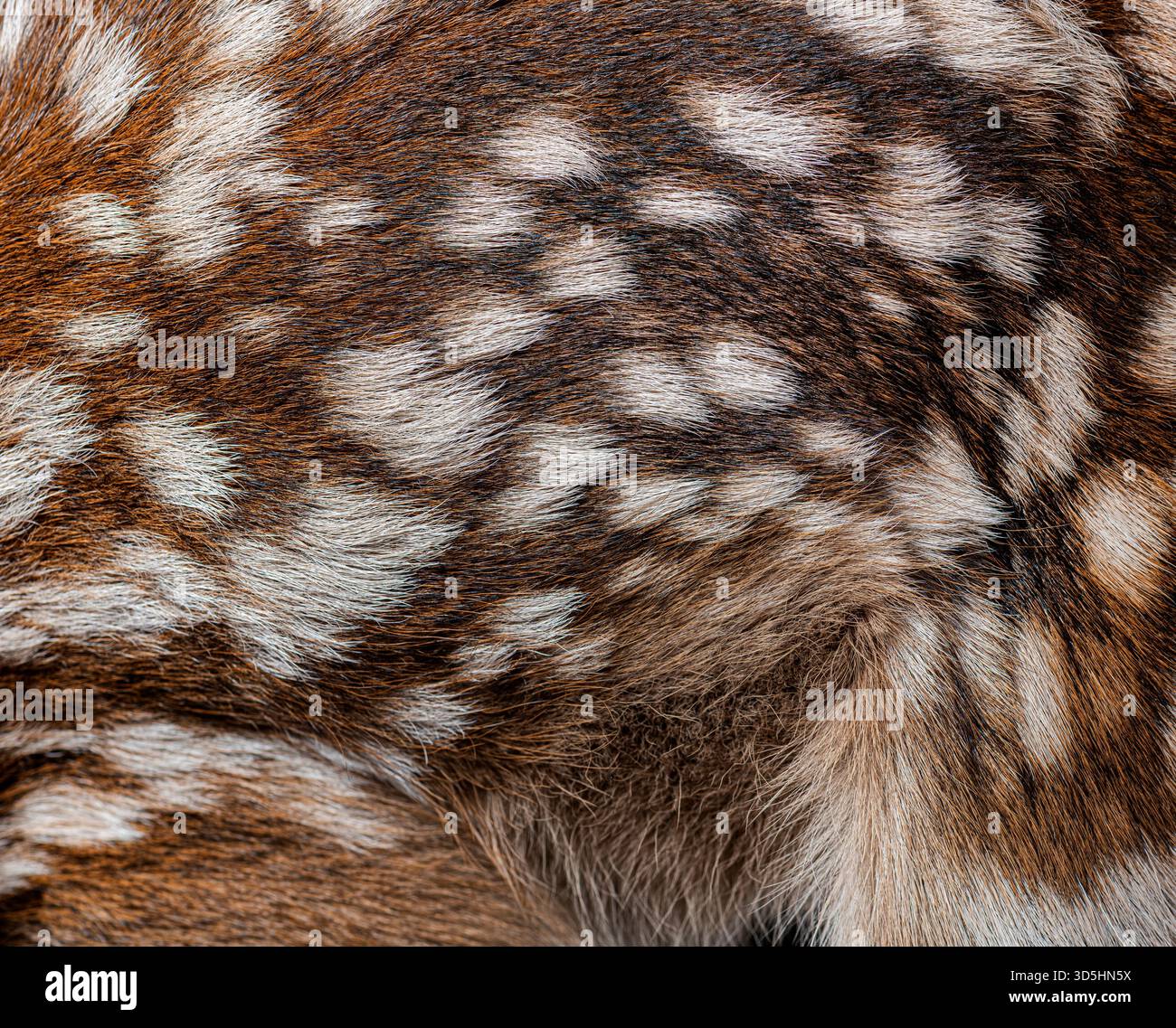 Vista dettagliata del caratteristico cappotto maculato di un cervo rosso neonato, che mette in risalto la morbidezza della texture e il motivo mimetico Foto Stock