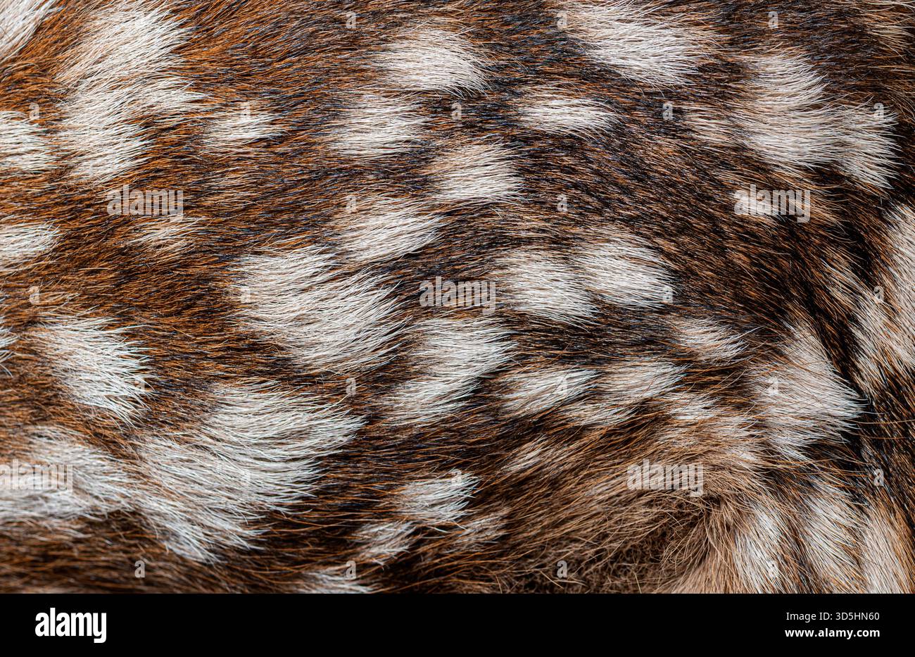 Texture dettagliata di un cervo rosso di poche ore, che mette in risalto le caratteristiche macchie marroni e bianche del cervo elafo Foto Stock