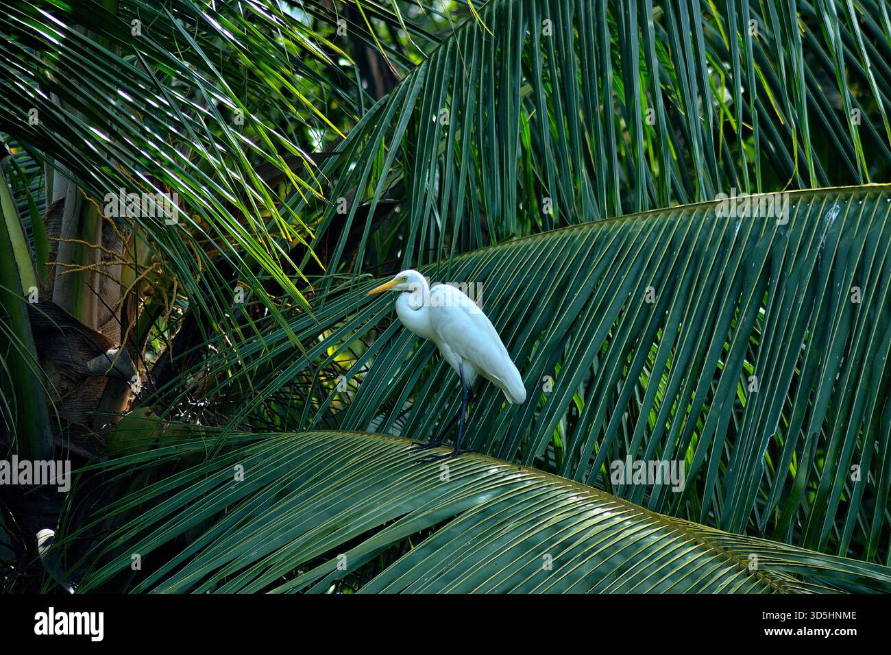 Egret nelle Backwaters del Kerala nell'India meridionale, una rete di acqua e vegetazione tropicale. Foto Stock