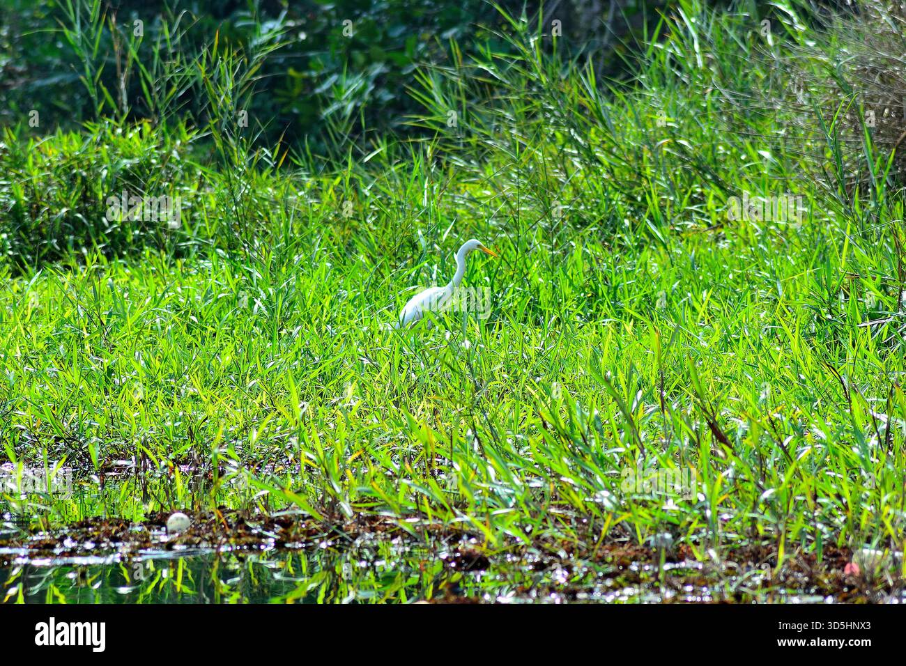 Egret nelle Backwaters del Kerala nell'India meridionale, una rete di acqua e vegetazione tropicale. Foto Stock