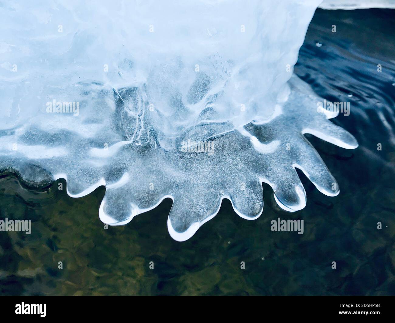 Un dettagliato primo piano di acqua ghiacciata a forma naturale di un delicato fiore con petali ghiacciati Foto Stock
