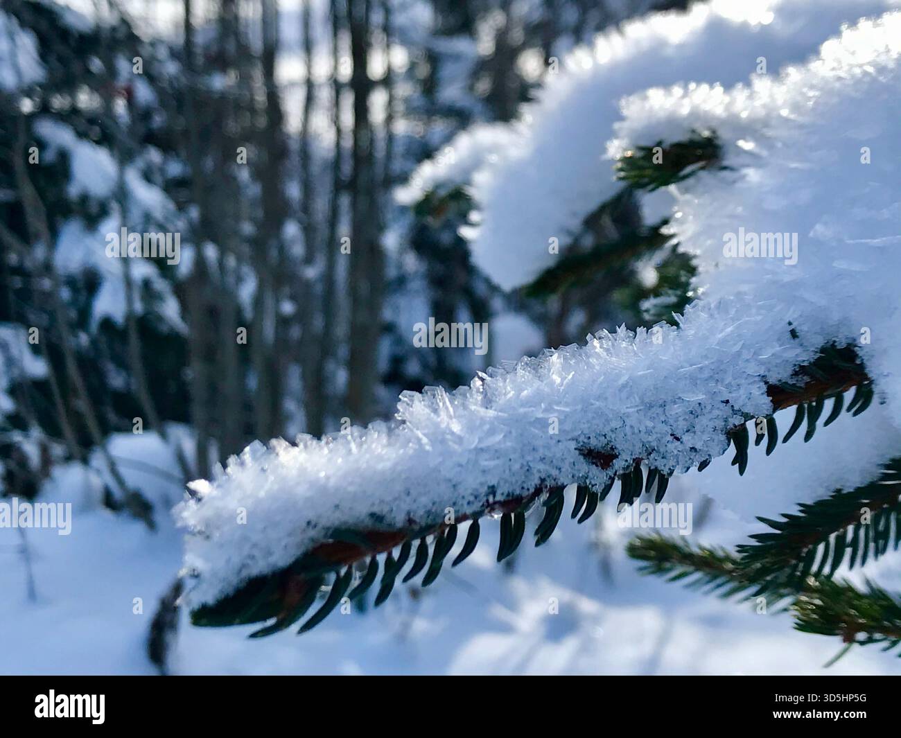 Un dettaglio ravvicinato di un ramo di pino ricoperto di gelo ghiacciato, che si illumina dolcemente alla fredda luce del sole della mattina d'inverno o nella Valle di Diemtig, nelle Alpi svizzere Foto Stock