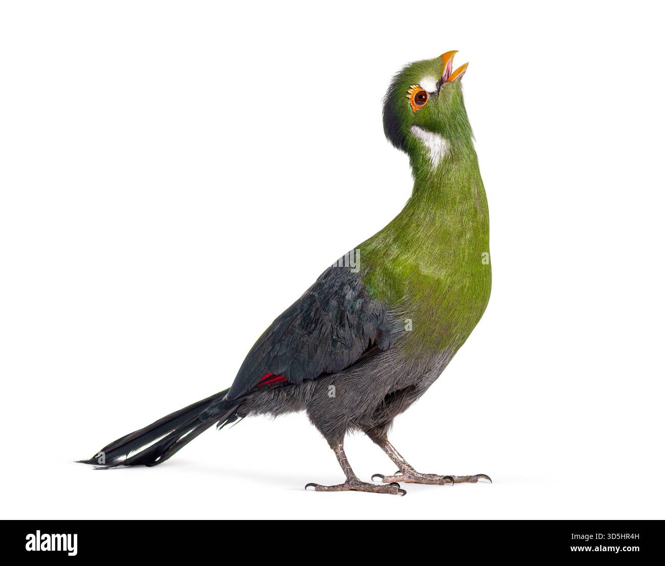 Turaco bianco dalle guance - menelikornis leucotis - che canta con un becco aperto Foto Stock