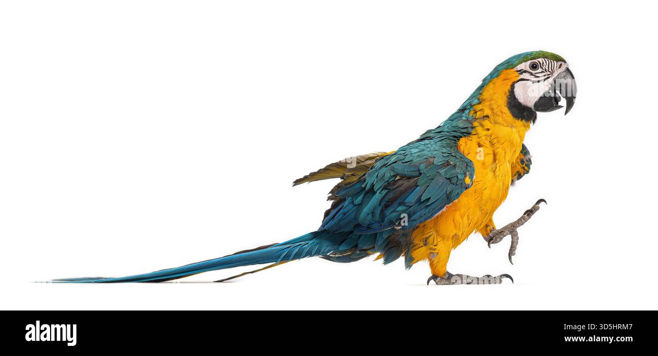 Giovane Macao blu e giallo - ara arauna - camminando su uno sfondo bianco Foto Stock