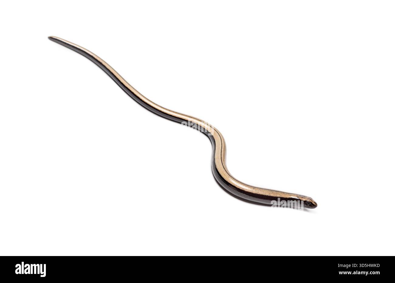 Ripresa in studio di un giovane verme lento che strizza su uno sfondo bianco, mostrando il suo corpo liscio e serpente Foto Stock