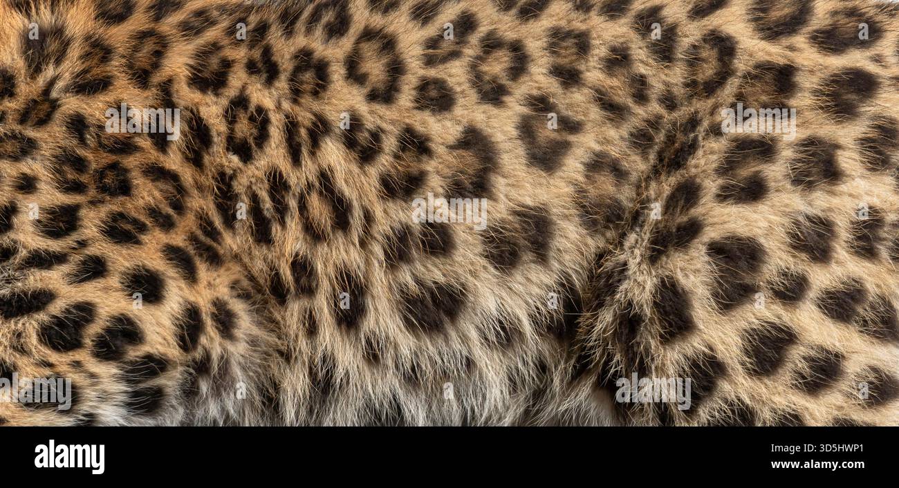 Pelliccia di leopardo Amur per creare una texture a motivi naturali per lo sfondo o il design in tessuto Foto Stock