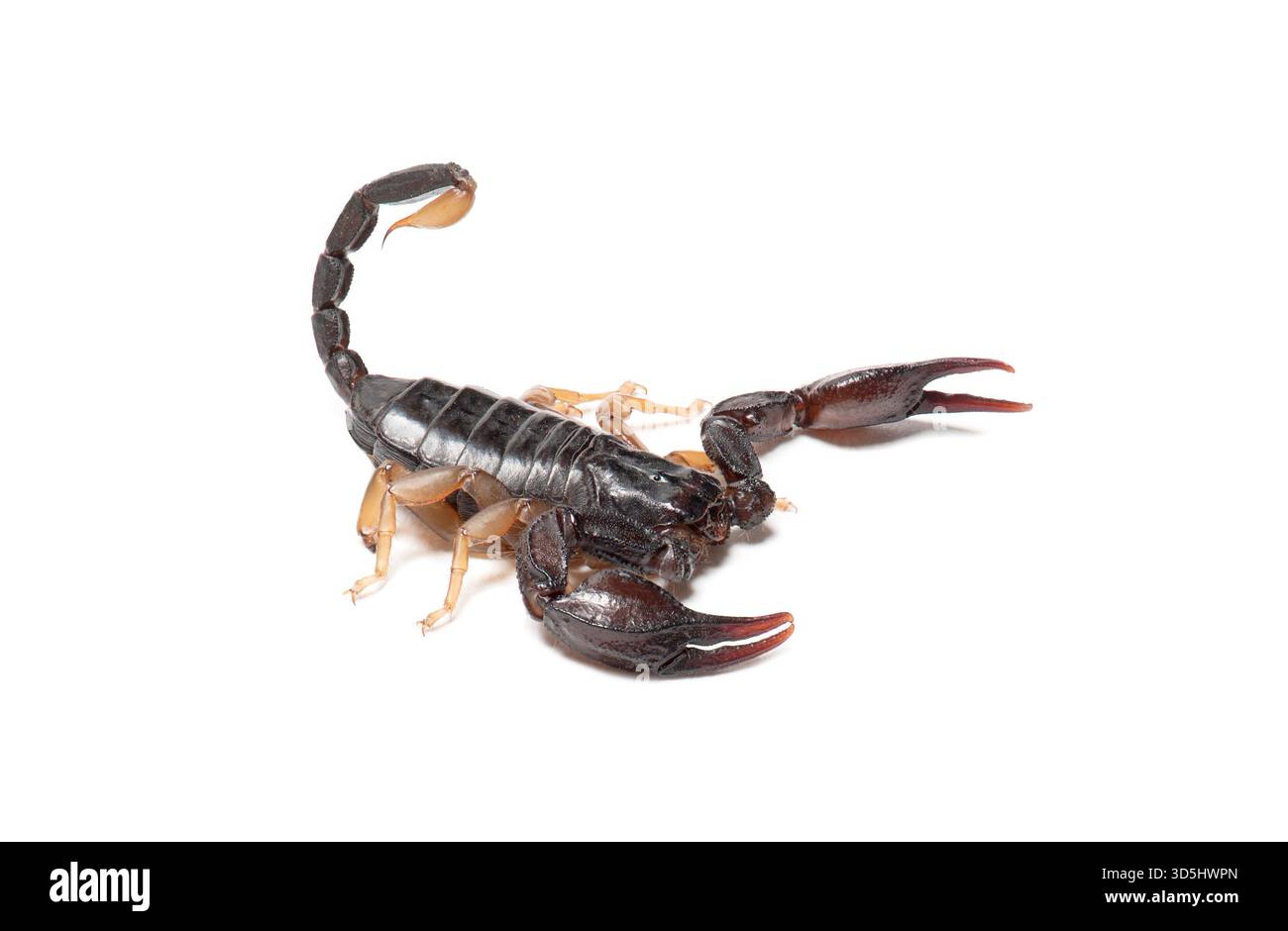 Euscorpius flavicaudis aracnid con coda rialzata e pinze Foto Stock